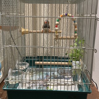 キンカチョウ男の子0歳