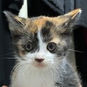 柔らかい触り心地三毛ちゃん家族募集