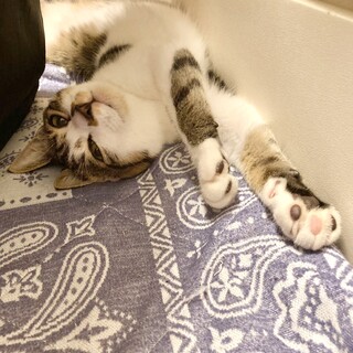 素直で陽気な、ちょっぴり繊細ノヴェ君☆