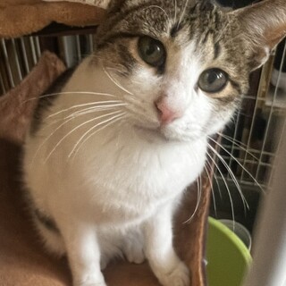 【人も猫も好き】童顔フェイスのキジ白ボーイ！