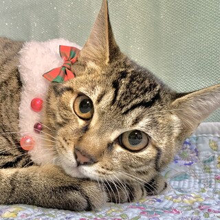 12／18大阪譲渡会参加✨ぽっちゃり坊や