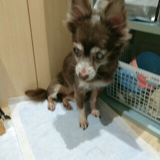 目が見えないチワワ女の子