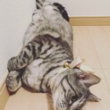 お母さんがアメショの大きな猫ちゃんです