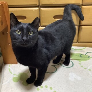 １年以上お外でがんばってきた黒猫さんです！