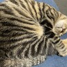 の写真