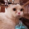 まんまるお顔がかわいい、[ヨッシー]くん サムネイル2