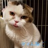 まんまるお顔がかわいい、[ヨッシー]くん サムネイル3