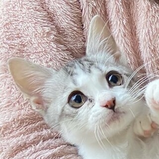 リリーちゃん