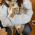 スリスリ甘えん坊の姉妹子猫