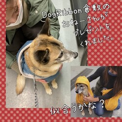 DogRibbon倉敷のおねーさんが・・