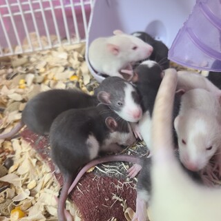 ラットベビー里親募集中