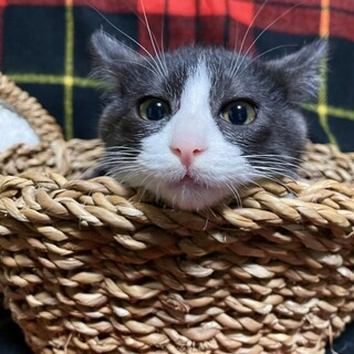 ぼくの家族になってください