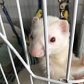 フェレットの里親募集！
