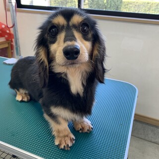 ダックスの女の子！