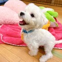 【子犬】天真爛漫な元気いっぱいマルチーズの女の子♪