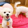 【子犬】天真爛漫な元気いっぱいマルチーズの女の子♪ サムネイル3