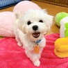 【子犬】天真爛漫な元気いっぱいマルチーズの女の子♪ サムネイル2