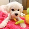 【子犬】天真爛漫な元気いっぱいマルチーズの女の子♪ サムネイル4