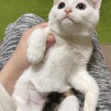 まんまるな白みけちゃんです