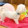 【子犬】天真爛漫な元気いっぱいマルチーズの女の子♪ サムネイル5