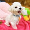 【子犬】天真爛漫な元気いっぱいマルチーズの女の子♪ サムネイル6