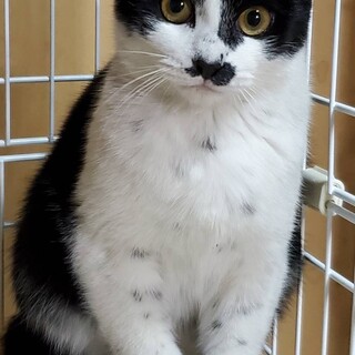 ダルメシアン風さくらBOY