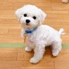 【子犬】天真爛漫な元気いっぱいマルチーズの女の子♪ サムネイル7