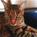 きれいなキジトラ猫のももちゃん
