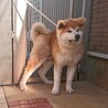 生後５ヶ月の秋田犬オス サムネイル2