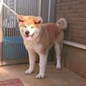 生後５ヶ月の秋田犬オス サムネイル3