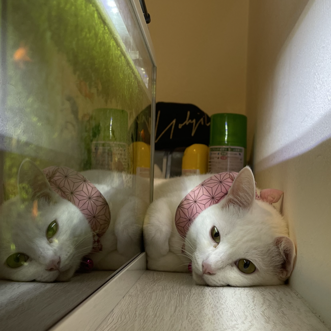 まこゆいのカバー写真