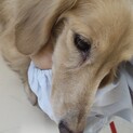犬にも人にもフレンドリー『ささみ』