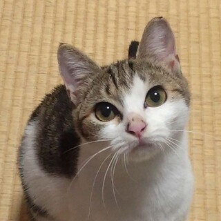 おしとやかな美猫さん♡サラちゃん