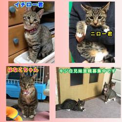 保護ねこ譲渡会inさぽらんて サムネイル3