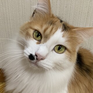 半長毛の女の子❣️サリー