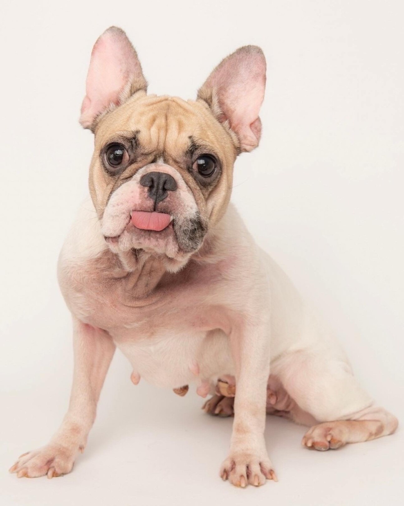 みおちゃん フレブル 東京都 犬の里親募集 3866 ペットのおうち 月間利用者150万人