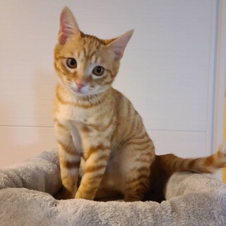 茶トラ4兄弟！さすけ