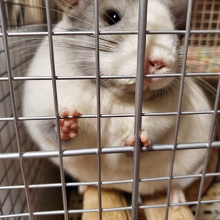 チンチラ パールパイド 雌