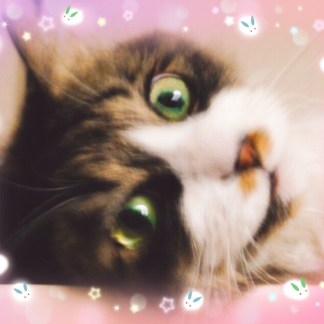 ぴんこ1のカバー写真