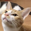 猫じゃらしに まっしぐら！遊んであげて！