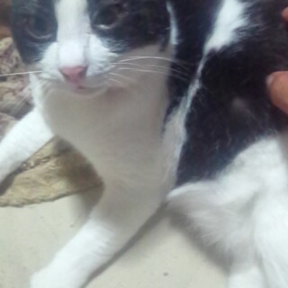 松戸市  白黒の男の子