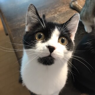 12/19所沢譲渡会参加♪黒白のうきわくん