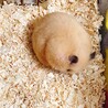 ささみち