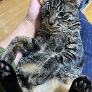 シンバくん　びびりですが抱っこ安定の甘えん坊