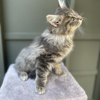 グレー長毛の美猫ちゃん