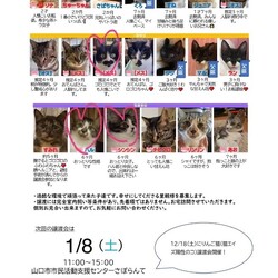 保護ねこ譲渡会inさぽらんて サムネイル2