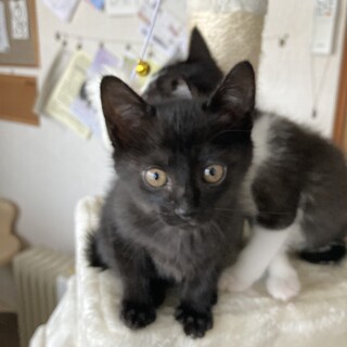 珍しい黒トラ柄　２匹兄妹一緒に仲良く育ちました