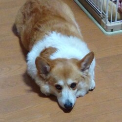 ご飯→歯磨きガム→なでなでは終わりました。