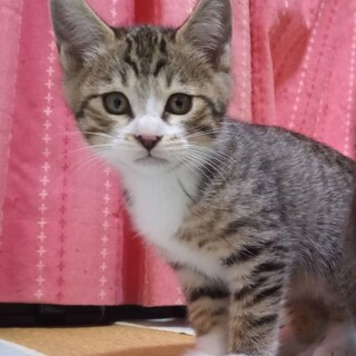 ビスケ、里親さま決定！ありがとうございました♥️