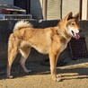 四国犬　現役の展覧会犬（オス） サムネイル2